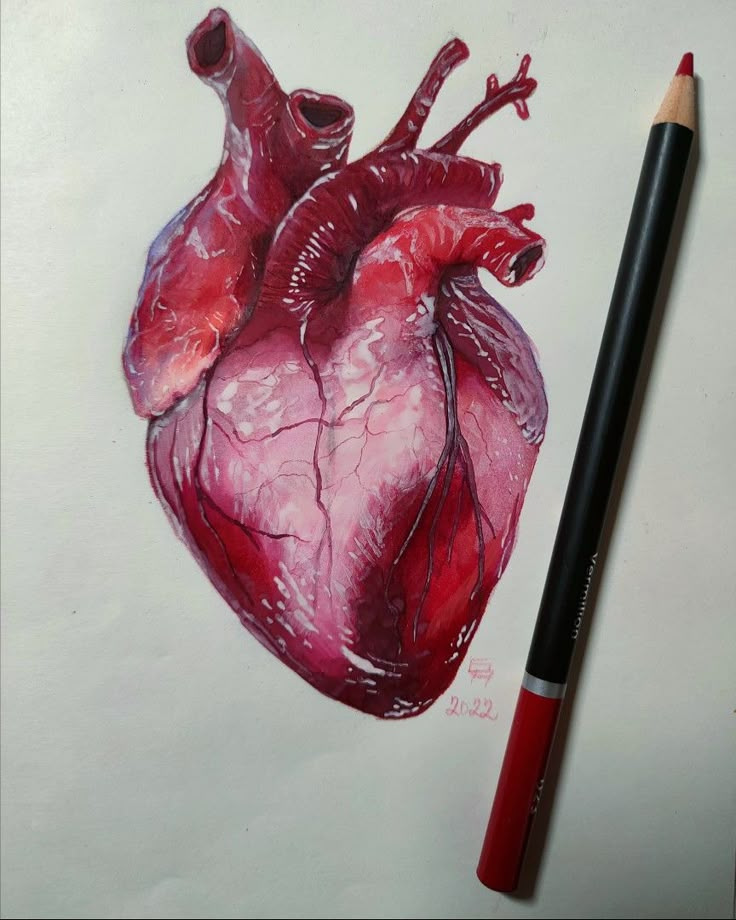 Drawing of human heart Heart Pencil Drawing, Human Heart Art, Human Heart Drawing, Anatomical Heart Art, Drawing Realistic, Tanah Liat, Heart Drawing, Arte Inspo, Human Heart