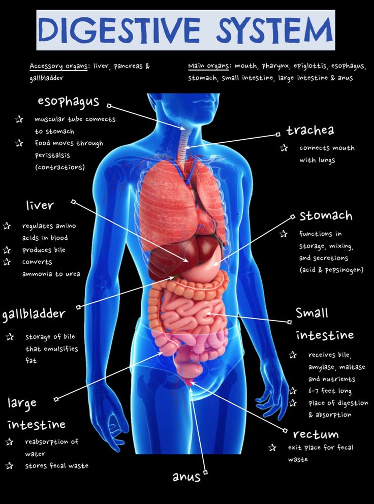 an image of the human digest system