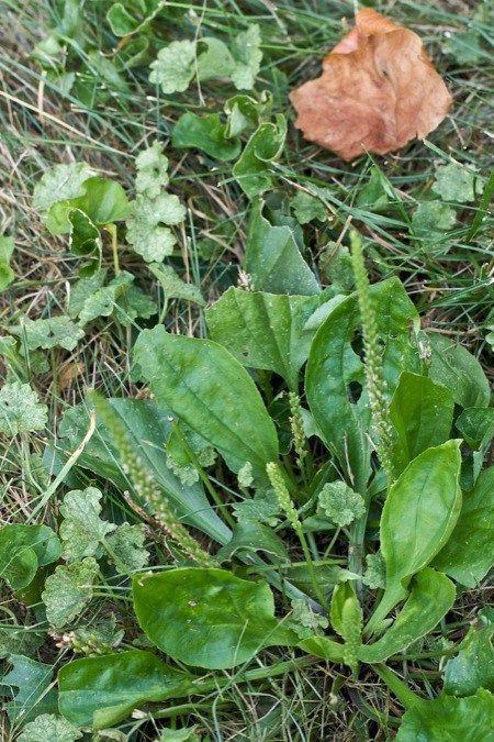 a leafy plant in the middle of some grass and dirt with an orange mushroom on it