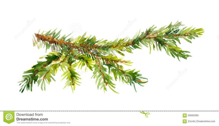 close up view of the branches of a pine tree on a white background with clippings