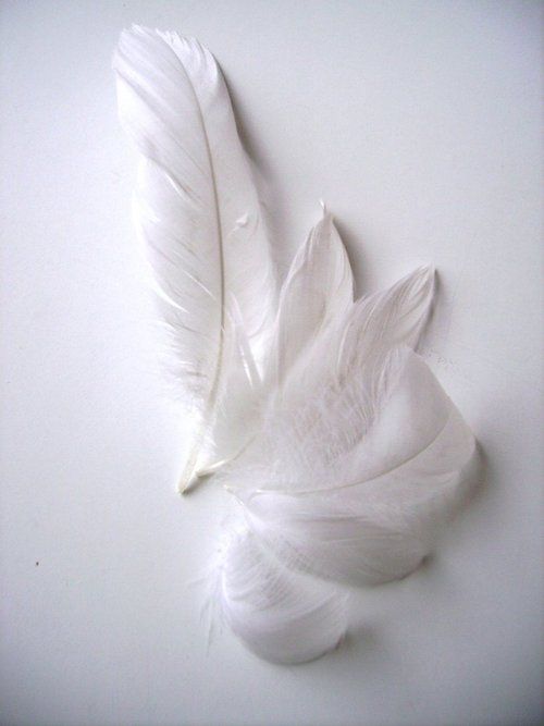 a white feather laying on top of a table