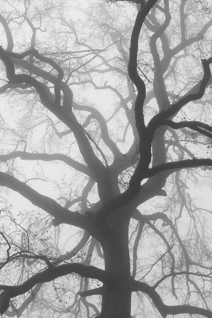 an old tree with no leaves in the fog