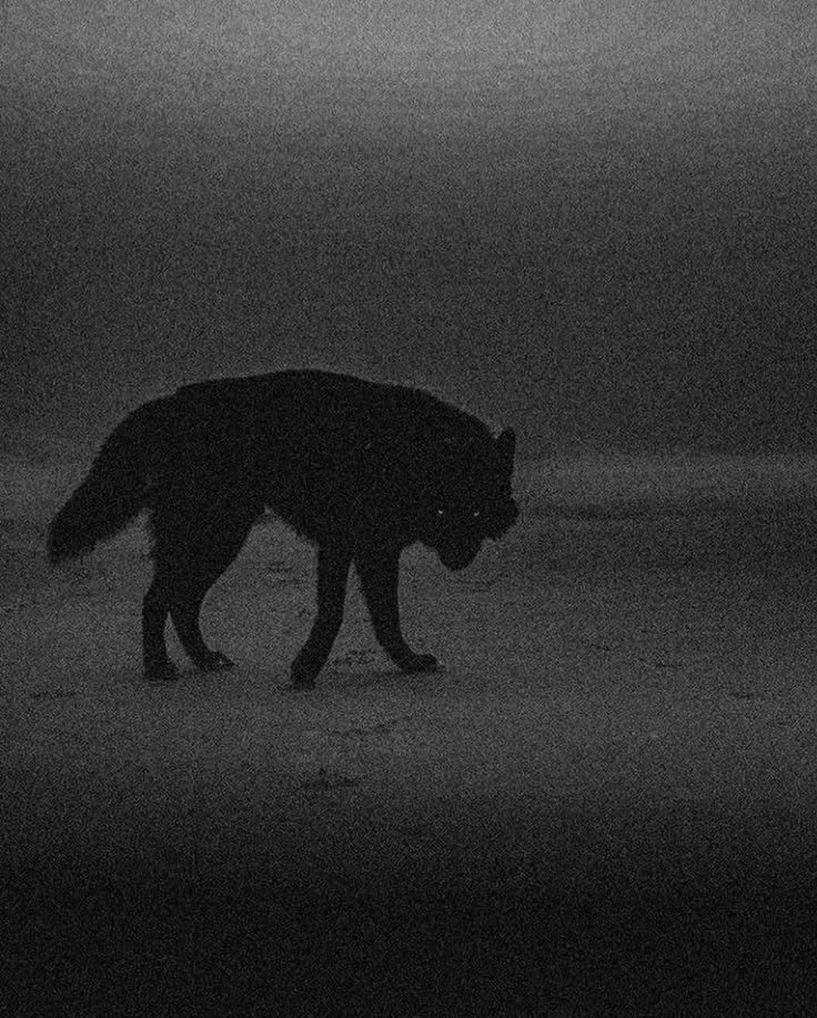 a black and white photo of a wolf in the dark