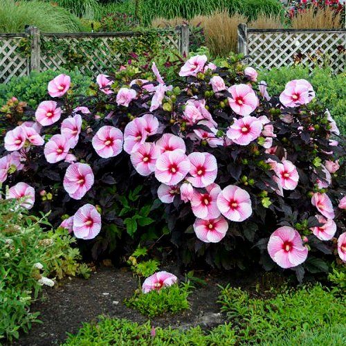 pink flowers are blooming in the garden