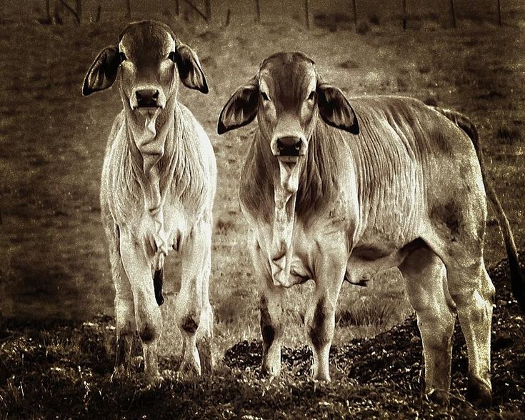 two brown cows standing next to each other on a field