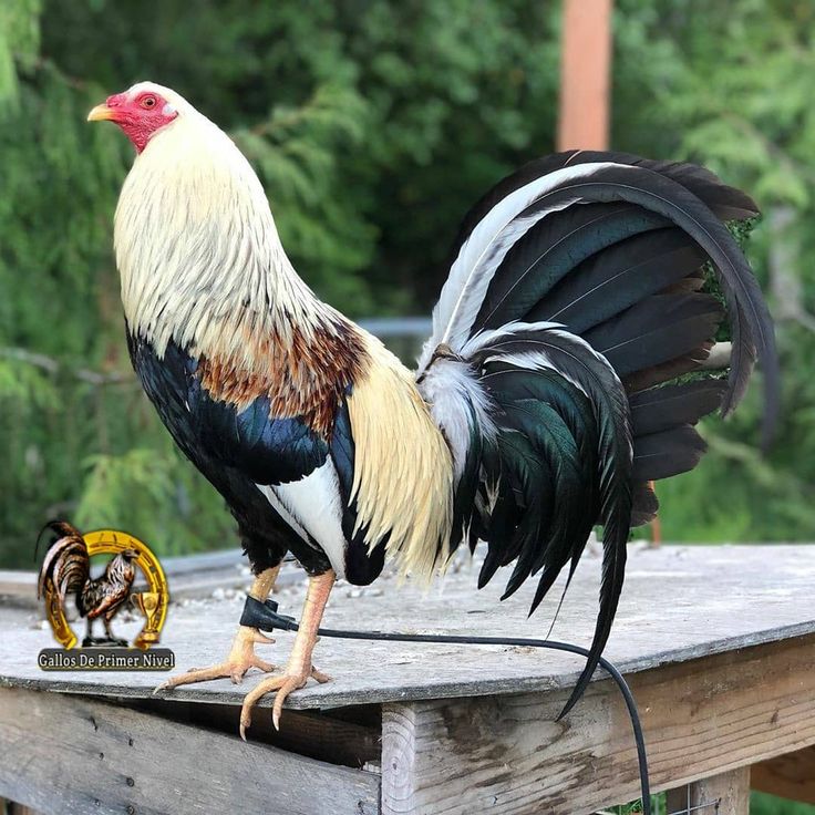 a rooster standing on top of a wooden platform