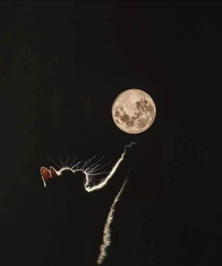 a cat reaching up to the moon with its paw