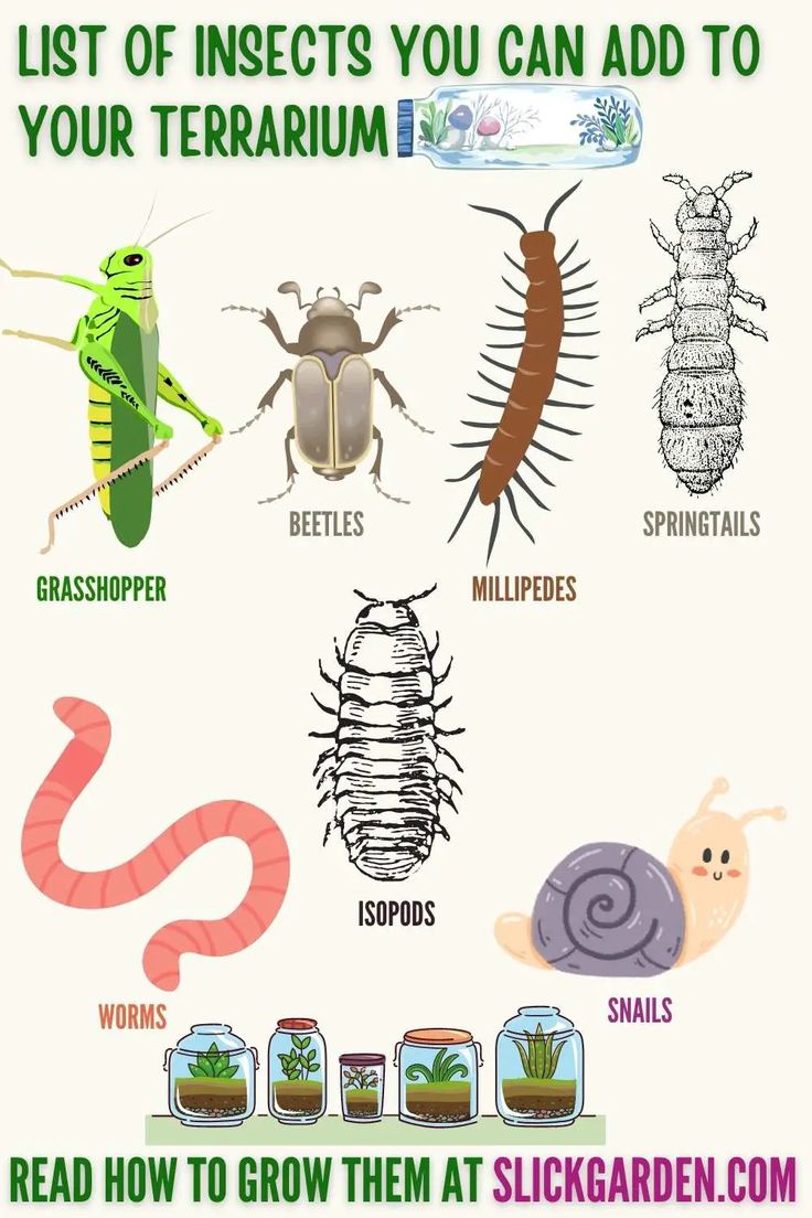 the list of insects you can add to your terrarium info sheet for kids and adults