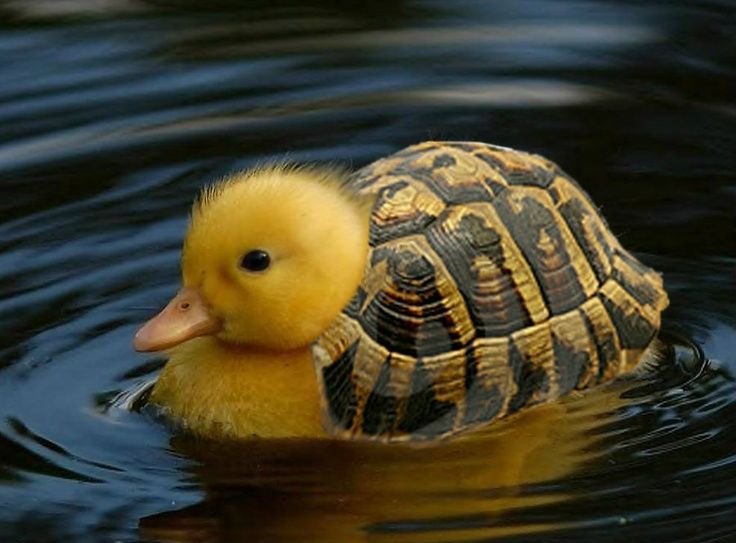 a duckling swims in the water with its head turned to look like a turtle