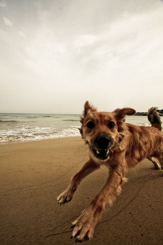 a dog is running on the beach with his owner in the backgrouds