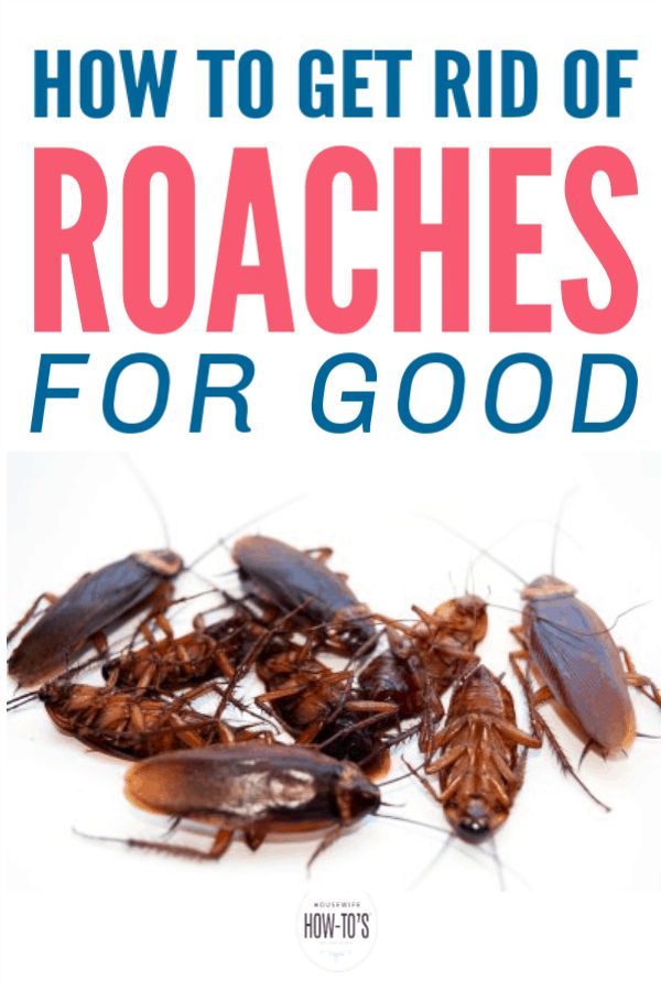 best roach control near me