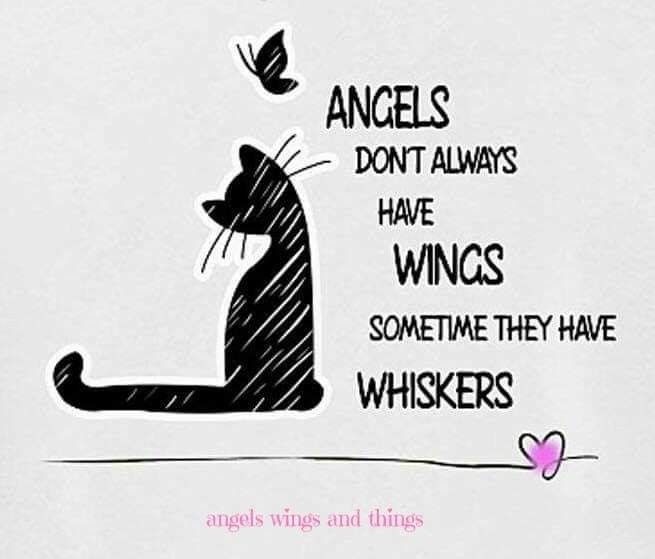 a black and white drawing of a cat with the words angels don't always have wings, sometimes they have whiskers