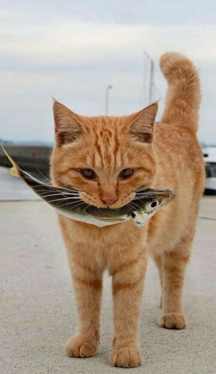 an orange cat with a fish in its mouth