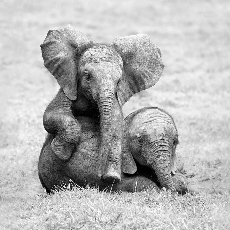 an adult elephant standing next to a baby elephant on top of a grass covered field