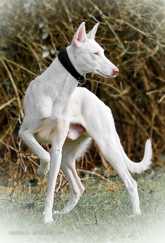 a white dog standing on its hind legs in front of a bush and grass area