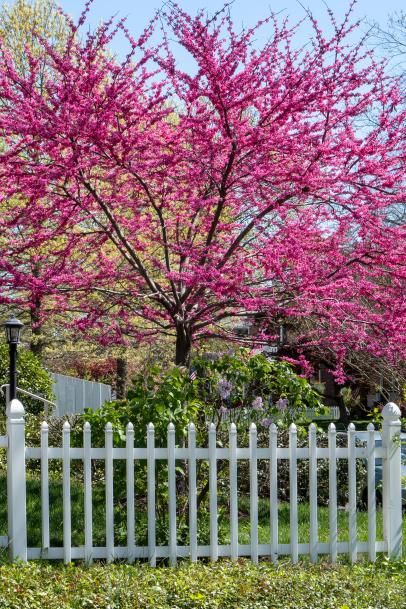 pink flowers are blooming on the trees in front of a white picket - fence