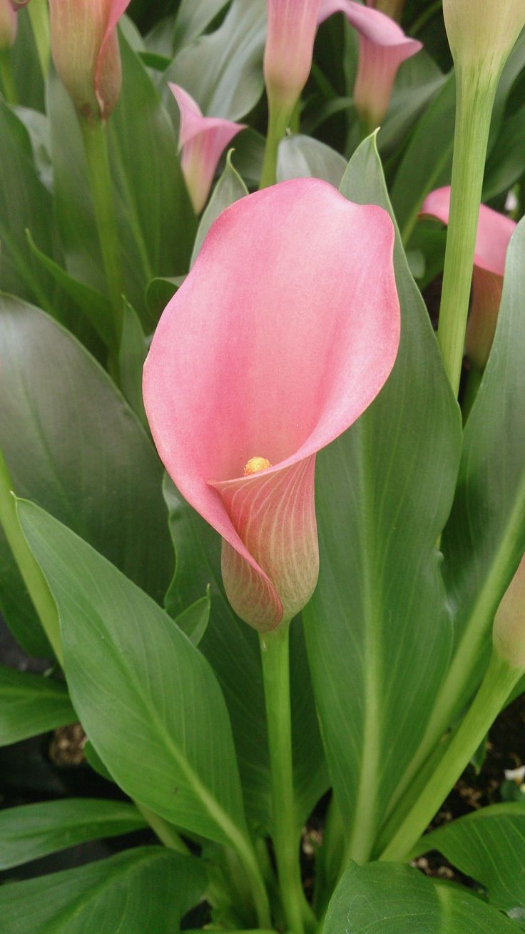 pink flowers with green leaves in the background