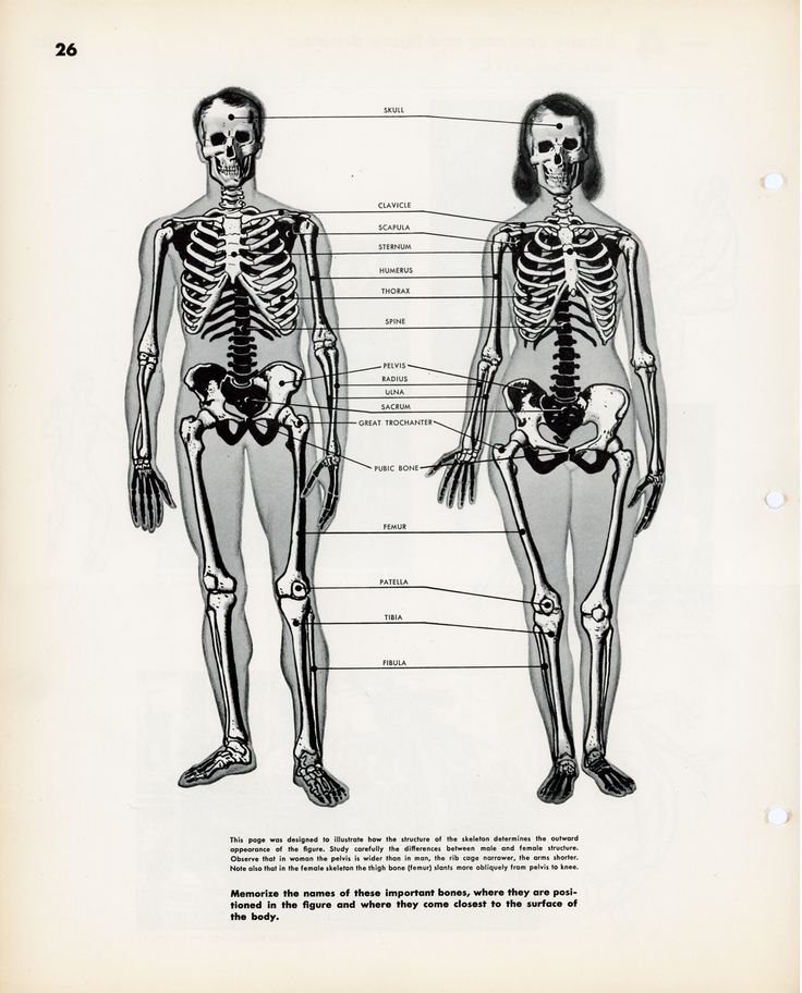 an old diagram of the human body and skeleton