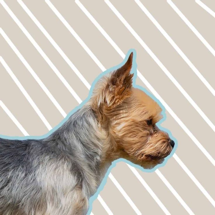 a small dog is standing in front of a striped background