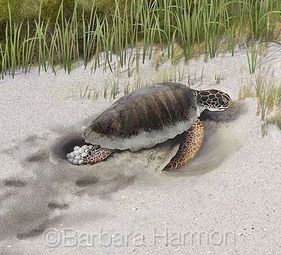 a painting of a sea turtle coming out of the sand with grass in the background