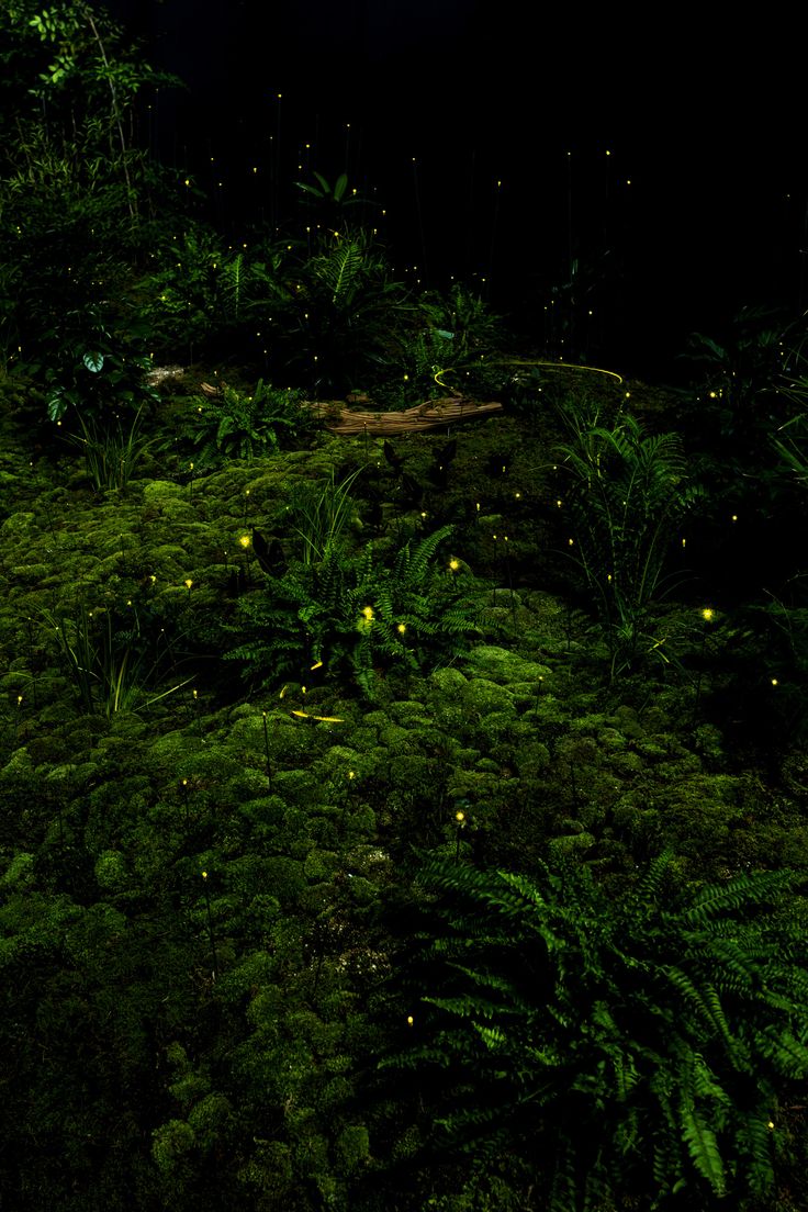 some very pretty green plants and lights in the night sky with fireflies on them