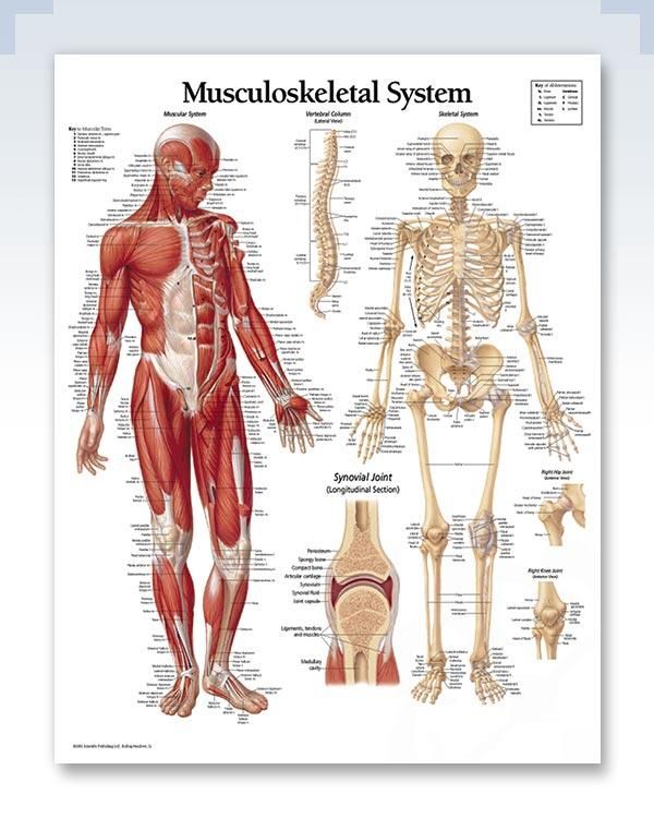 the muscles and skeletal systems are shown in this poster, which is displayed on a white background