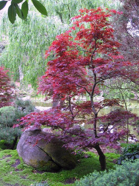 an image of a garden setting with rocks and trees