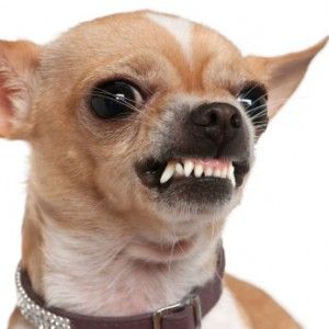 a small chihuahua dog with its mouth open and teeth wide open, looking at the camera