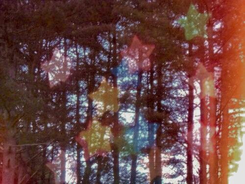 an abstract photograph of trees in the woods with multicolored lights coming from them