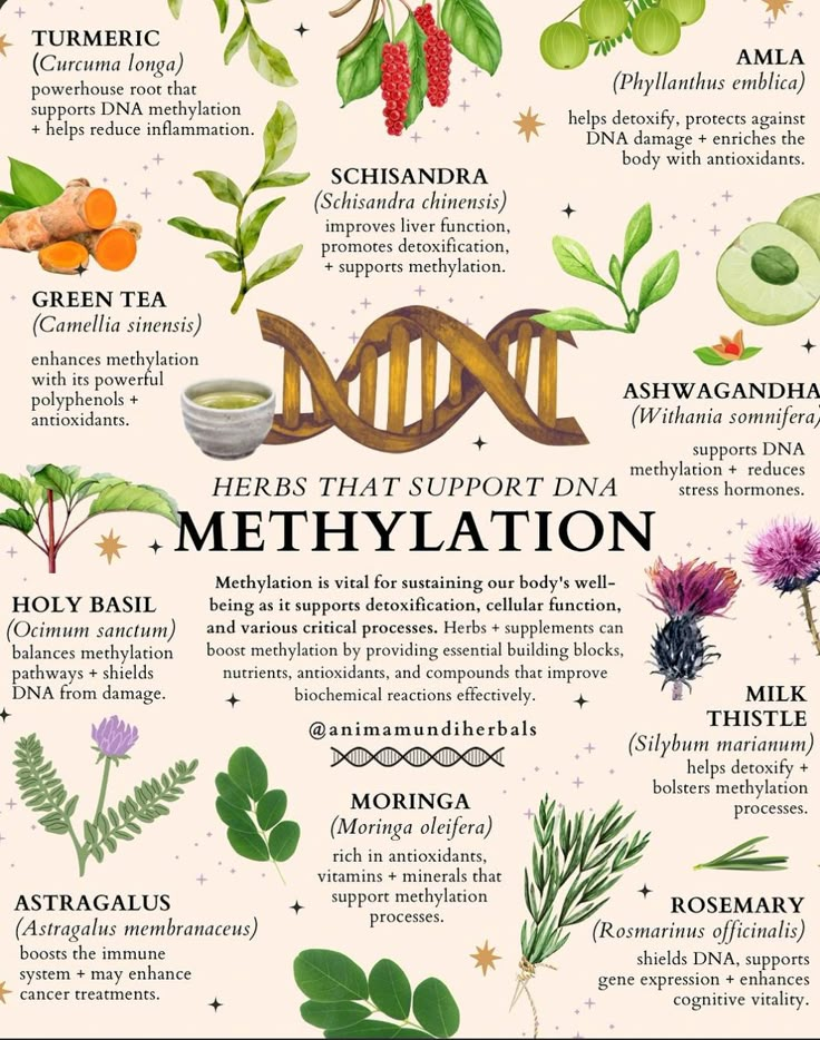 Healing Herbs Aesthetic, Medical Herbs Aesthetic, Natural Medicine Aesthetic, Christian Herbalist, Medicinal Plants And Their Uses, Indigenous Medicine, Herbal Business, Different Types Of Plants, Dna Methylation