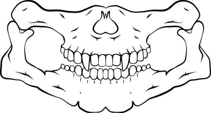 a skull with teeth and fangs