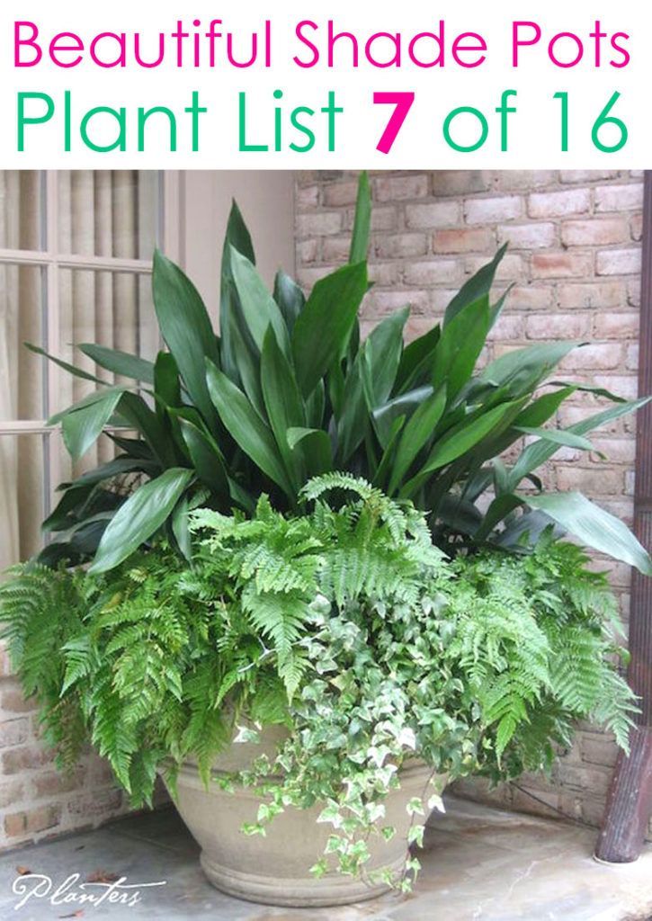 a large potted plant sitting on top of a table next to a brick wall