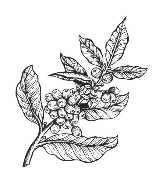 black and white drawing of leaves and berries on a twig stock photo - image