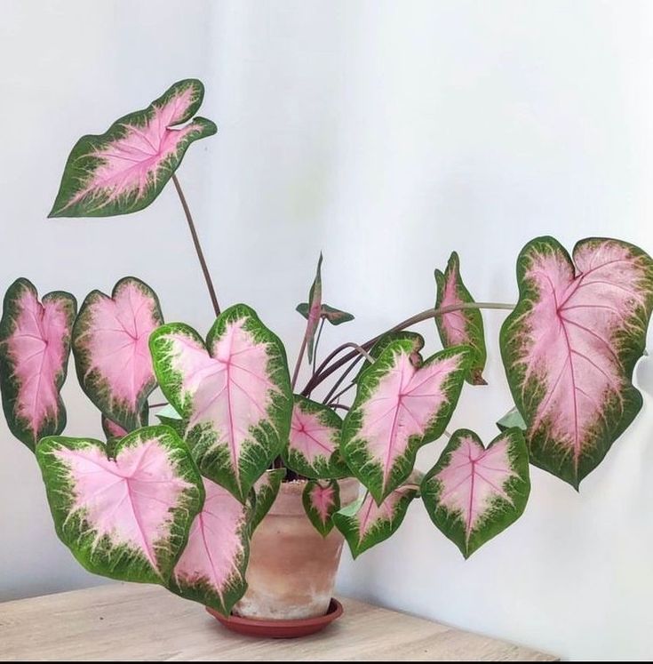 a potted plant with pink and green leaves on a wooden table next to a white wall