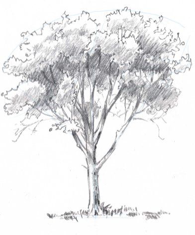 a pencil drawing of a tree with leaves