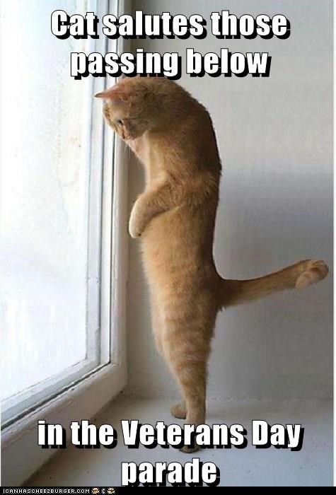 a cat standing on its hind legs looking out the window