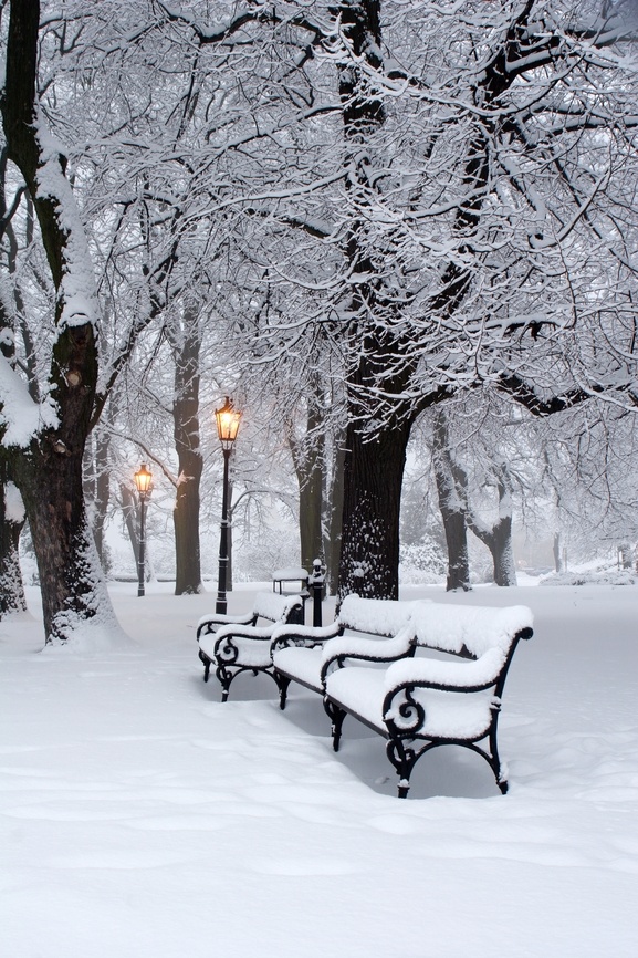 two park benches covered in snow next to trees