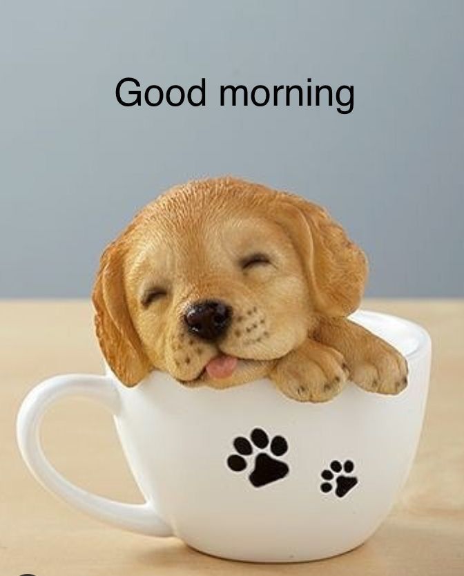 a dog is sitting in a coffee cup with its head resting on the top of it