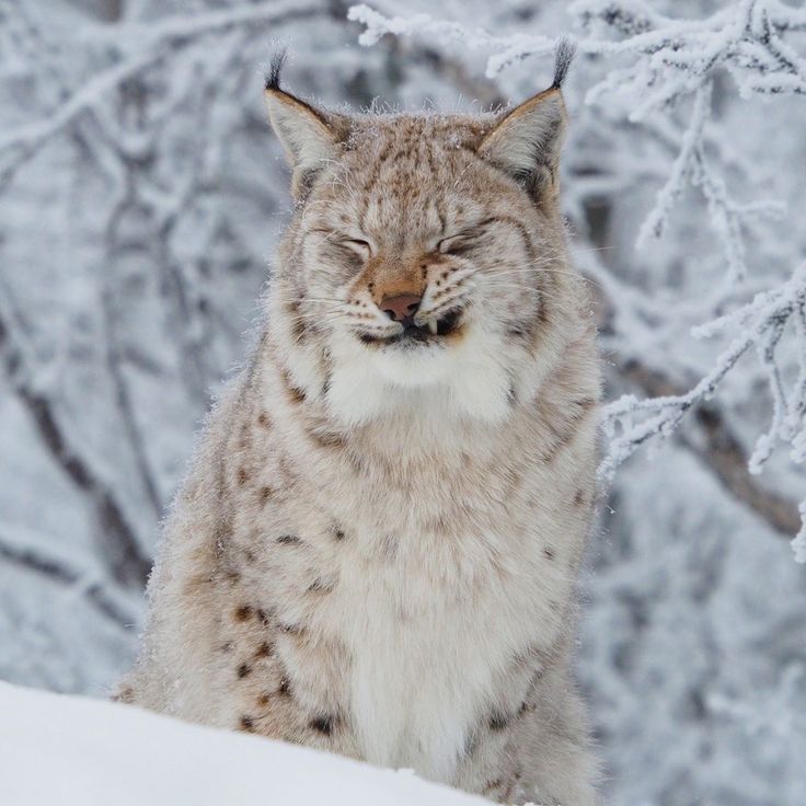 a lynx sitting in the snow with its eyes closed