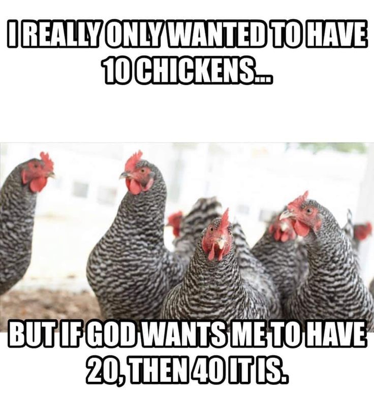 a group of chickens standing next to each other on top of a dirt ground with the caption, i really only wanted to have 10 chickens but if god wants me to have 20 then 40