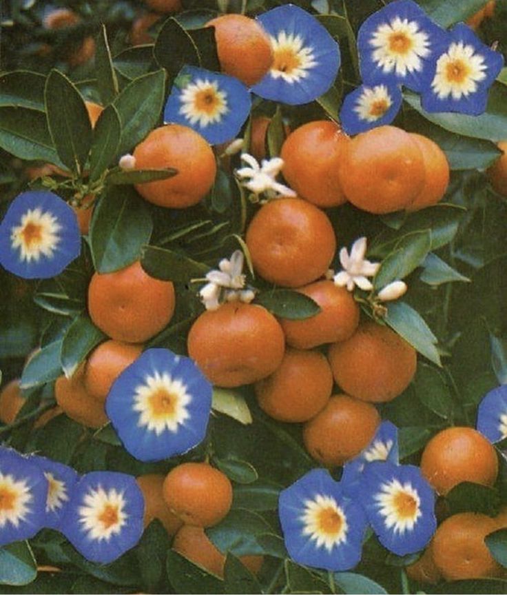 oranges and blue flowers are growing on the tree