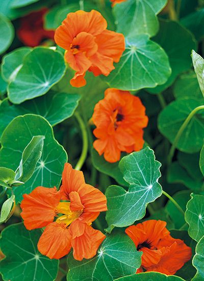 orange flowers with green leaves in the background