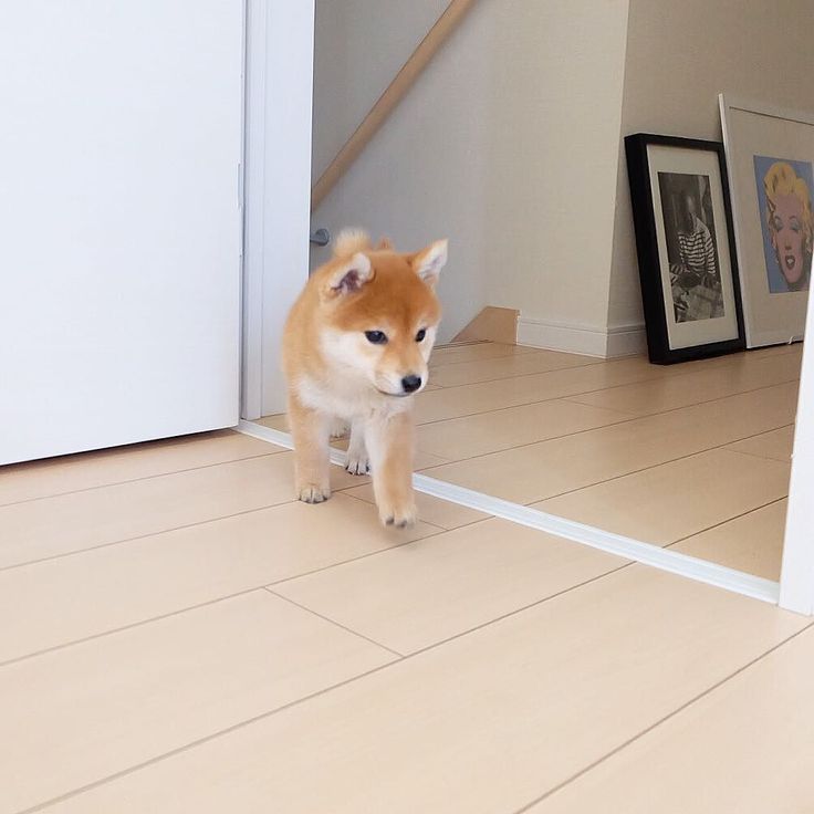 a small brown dog standing on top of a hard wood floor next to a white door