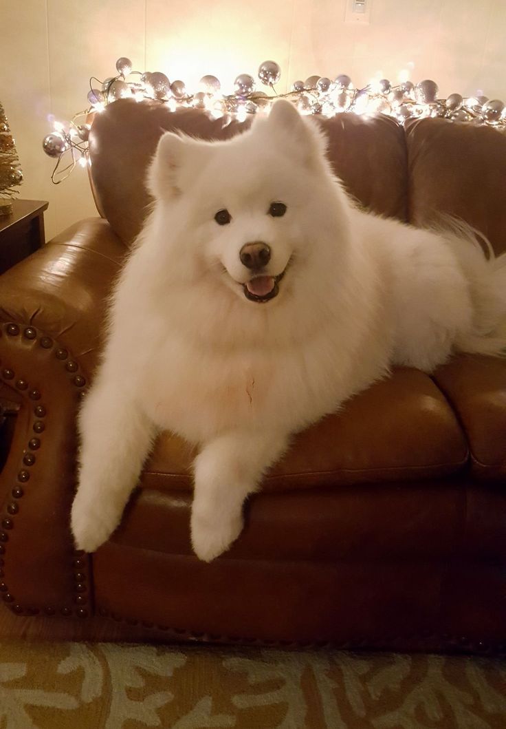 a white dog sitting on top of a brown leather couch