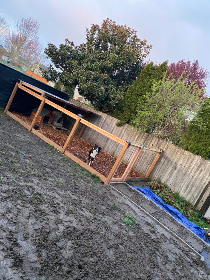 a dog is standing in the back yard next to a fence and some dirt on the ground