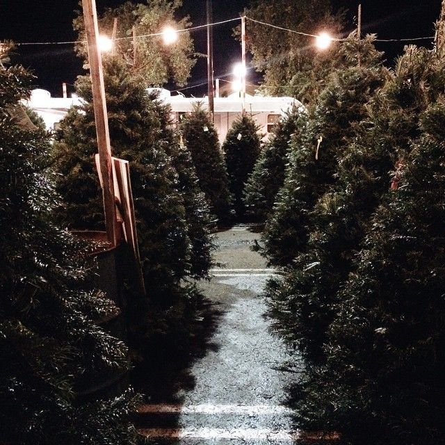 rows of christmas trees lined up on the side of a road at night with street lights in the background