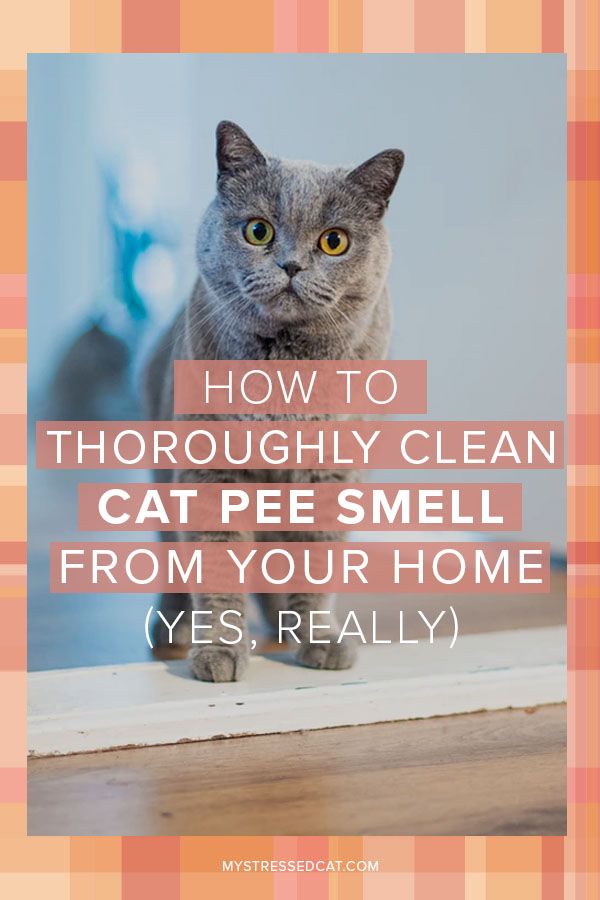 a cat sitting on the floor with text overlay that reads how to thoroughly clean cat pee smell from your home yes really