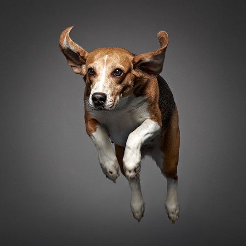 a brown and white dog jumping in the air with his front paws on its hind legs