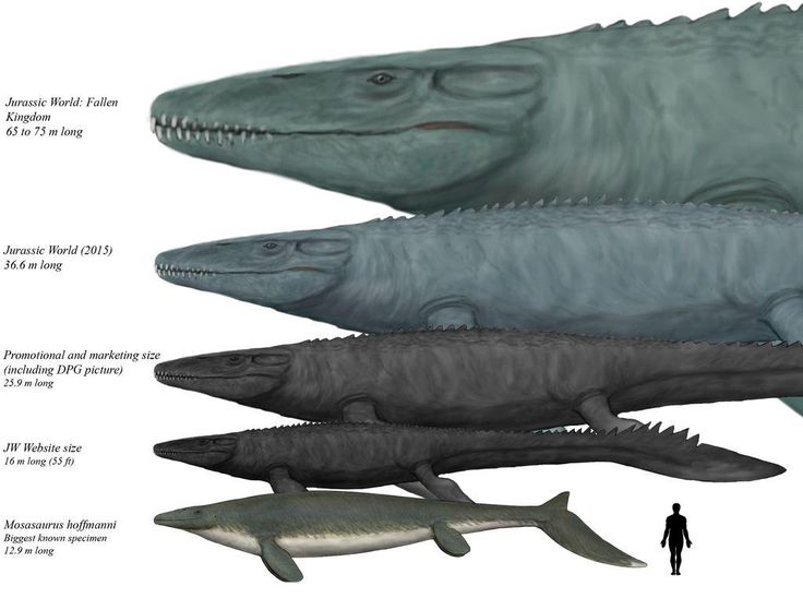 three different types of fish are shown in this diagram, and each one has an individual's head