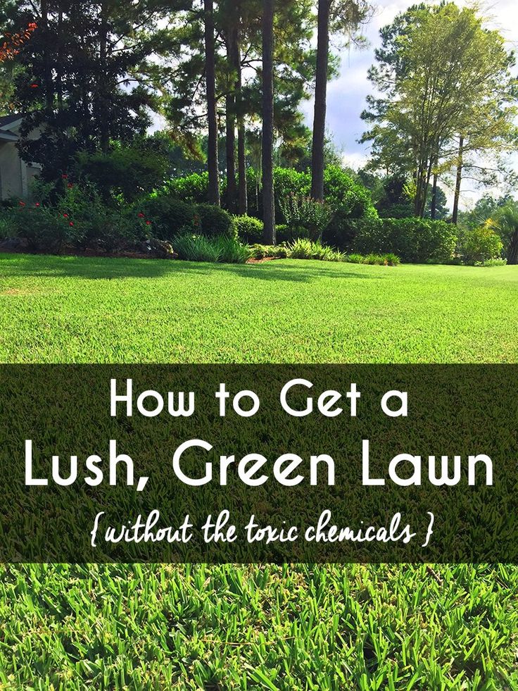 lush green lawn with text overlaying how to get a lush, green lawn without the basic chemicals